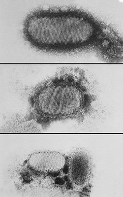  exemple de Parapoxvirus