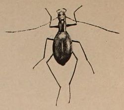  Parapropus sericeus