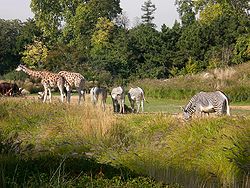 Girafes et zèbres de Grévy au parc.