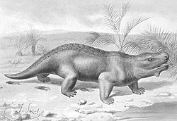  Pareiasaurus