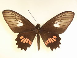  Parides neophilus  femelle