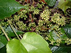  Parthenocissus tricuspidata (fleurs)