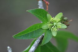  Passiflora suberosa