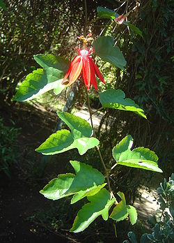  Passiflore à feuilles de vigneau Jardin d'Éden, à la Réunion