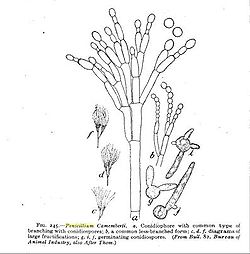 P. camembertii