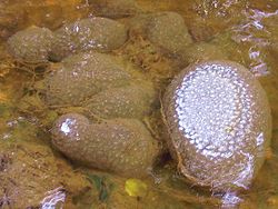  Pectinatella Magnifica dans l'étang du Goulot à Lormes