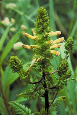  Pedicularis furbishiae