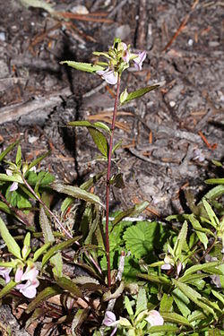  Pedicularis racemosa dans le parc national du Mont Rainier