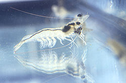  Crevette à pattes blanches (Penaeus vannamei)