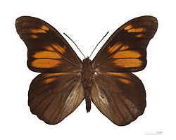  Penetes pamphanis  – Muséum de Toulouse