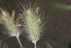  Pennisetum villosum