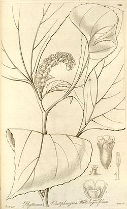  Pentaphragma begoniaefolium
