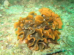  Rose de mer (Pentapora fascialis foliacea)famille des Bitectiporidae