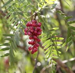  Schinus molle (fruits)