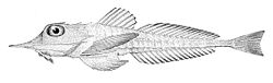  Peristedion brevirostre