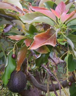 Fruits et feuilles de Persea americana, l'avocatier