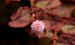  Persicaria capitata