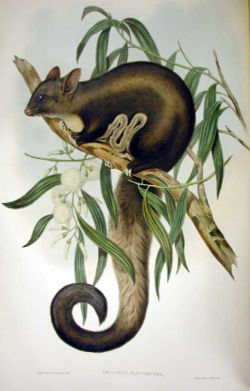 Petaurus australis (Gould)