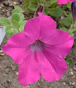 Pétunia Lavender Wave (Petunia sp.)