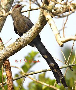  Malcoha sombre (Phaenicophaeus tristis)