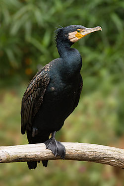  Grand cormoran (Phalacrocorax carbo)