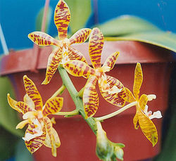  Phal. Mambo