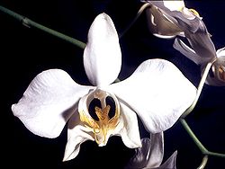  Phalaenopsis amabilis