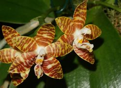  Phalaenopsis amboinensis