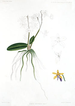  Phalaenopsis braceana