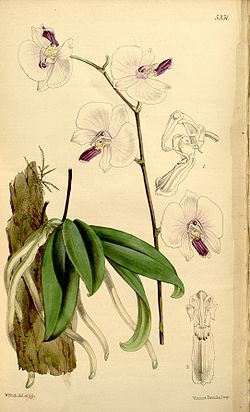  Phalaenopsis lowii  Rchb.f., 1862