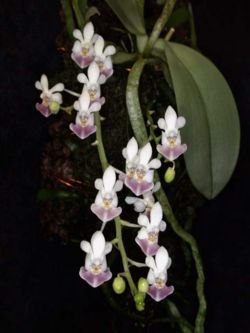  Phalaenopsis parishii  Rchb.f., 1865