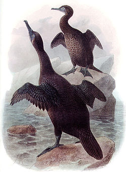  Cormoran aptère (Phalacrocorax harrisi)