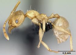  Pheidole pallidula