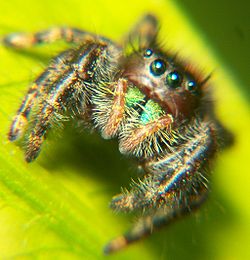  Phidippus audax