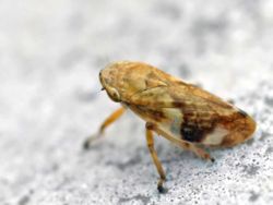 Cicadelle écumeuse (Philaenus spumarius)