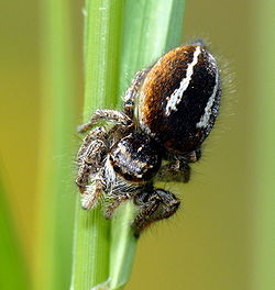  Philaeus chrysops