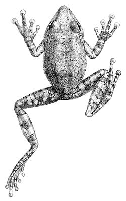  Pseudophilautus  fergusonianus