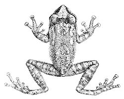  Raorchestes signatus