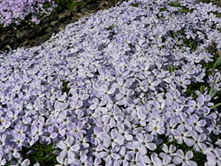  Phlox diffusa