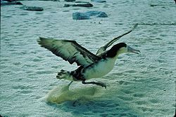  Albatros à queue courte (Phoebastria albatrus)