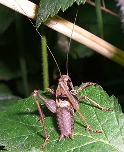  Pholidoptera griseoaptera