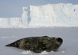  Phoque de Weddell adulte sur la banquise en Antarctique