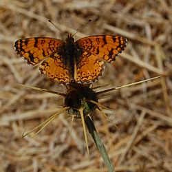  Phyciodes mylitta