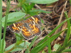  Phyciodes phaon