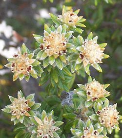  Les minuscules fleurs sommitales de Phylica nitida