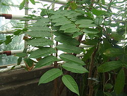  Phyllanthus acidus dans une serre