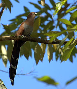 Piaye écureuil (Piaya cayana)