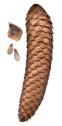  Picea abies (cône femelle et graines)