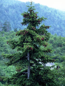 Cime et fruit de Picea jezoensis.