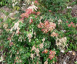  Pieris japonica